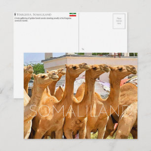 Camel Market, Hargeisa, Somaliland Travel Postcard