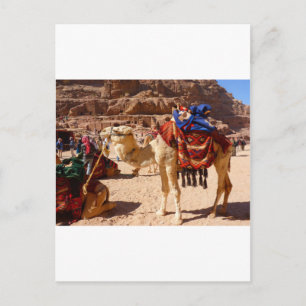 Camel Middle East Nature Animals Destiny Gifts Postcard