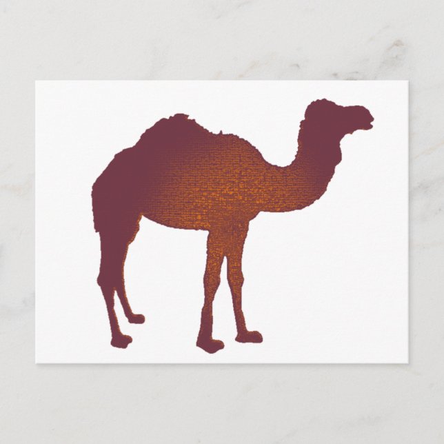 CAMEL of ARABIA Postcard (Front)