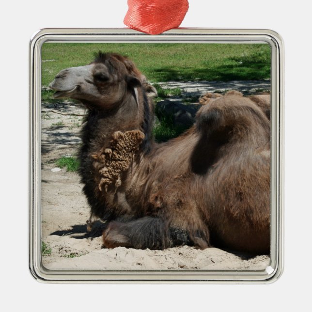 Camel Ornament (Front)