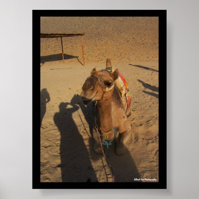 Camel Photoshoot Poster (Front)