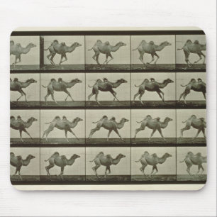 Camel, plate from 'Animal Locomotion', 1887 (b/w p Mouse Pad