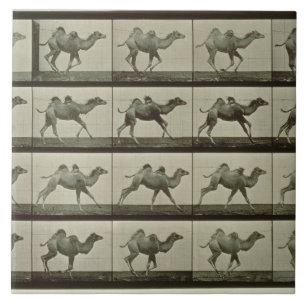 Camel, plate from 'Animal Locomotion', 1887 (b/w p Tile