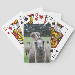 Camel Playing Cards