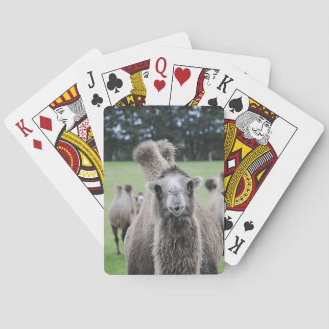 Camel Playing Cards (Back)