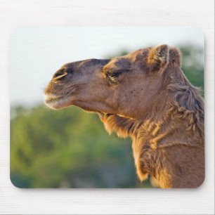 Camel Portrait Mouse Pad