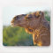 Camel Portrait