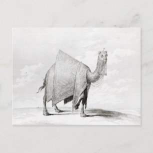 Camel Postcard