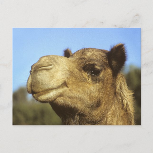 Camel Postcard (Front)