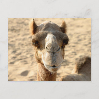 Camel Postcard