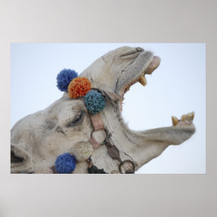 Camel Poster