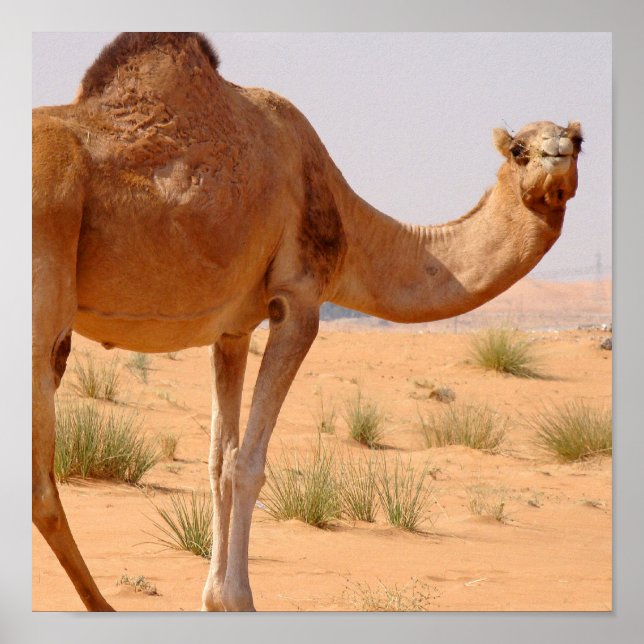 Camel pour Arabes Poster Print (Devant)