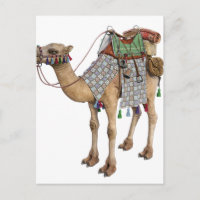Camel prepared for Ancient Rider