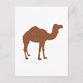Camel Prodigy Postcard