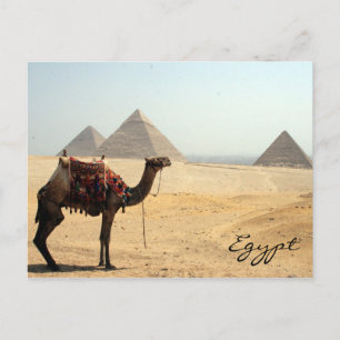camel pyramid postcard