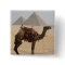 camel pyramids
