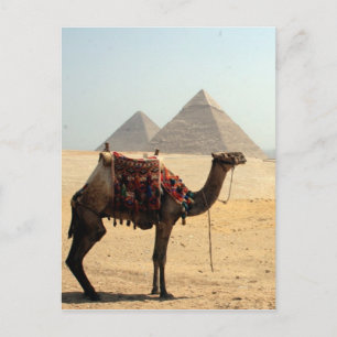 camel pyramids postcard