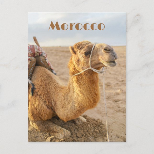 Camel resting, Morocco travel Postcard (Front)
