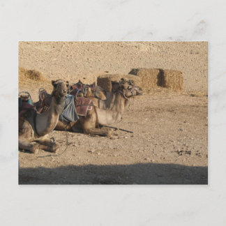 Camel Sitting - Customized Postcard
