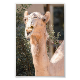 Camel staring while chewing photo print