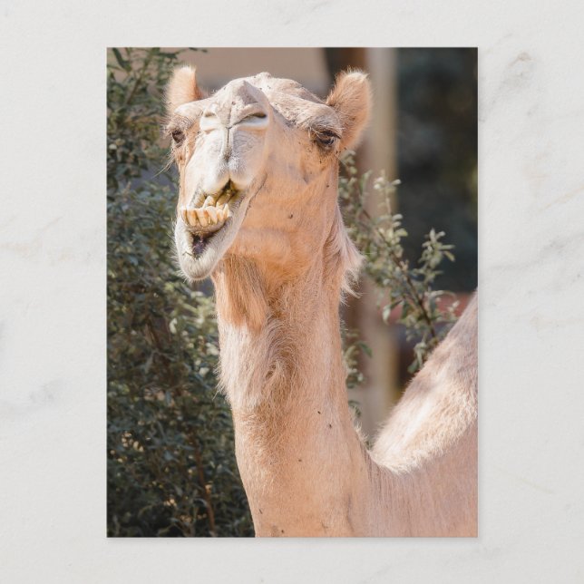 Camel staring while chewing postcard (Front)
