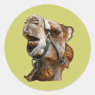 Camel Stickers