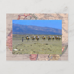 Camel train crossing the Sahara desert Postcard