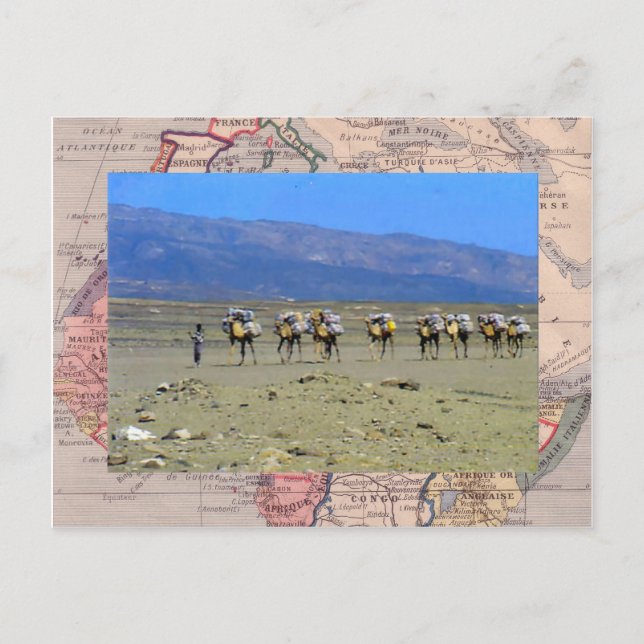 Camel train crossing the Sahara desert Postcard (Front)