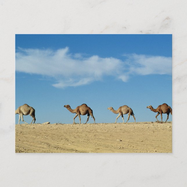 Camel train postcard (Front)