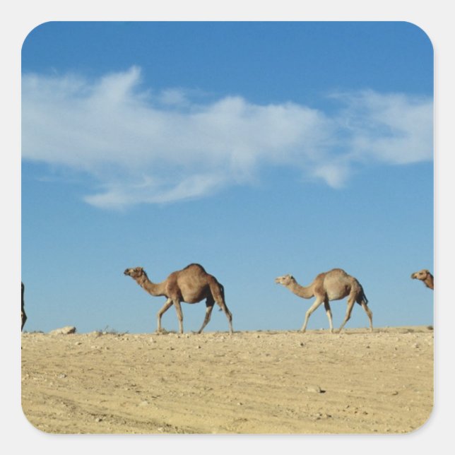 Camel train square sticker (Front)