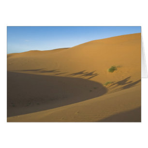 Camel trek