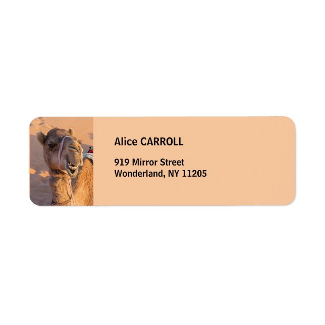 Camel with a funny facial expression - Oman (Front)