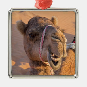 Camel with a funny facial expression - Oman Metal Ornament