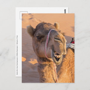 Camel with a funny facial expression - Oman Postcard