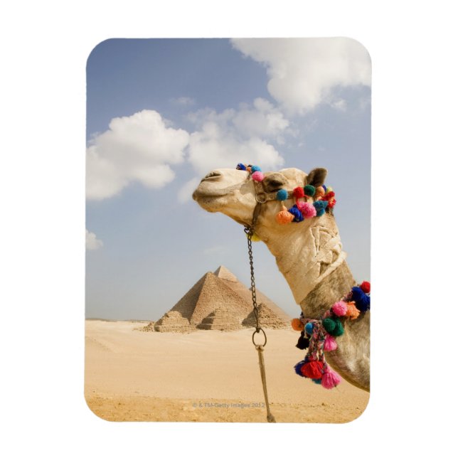 Camel with Pyramids Giza, Egypt Magnet (Vertical)