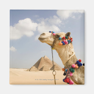 Camel with Pyramids Giza, Egypt Magnet