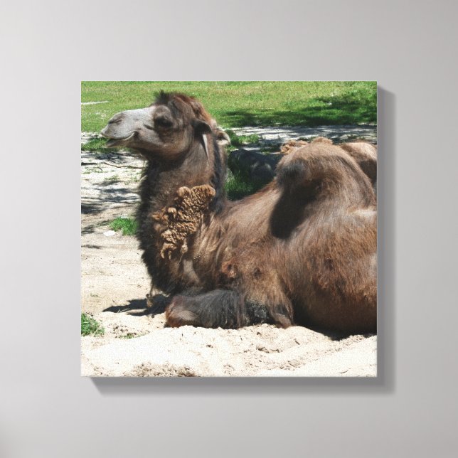 Camel Wrapped Canvas (Front)