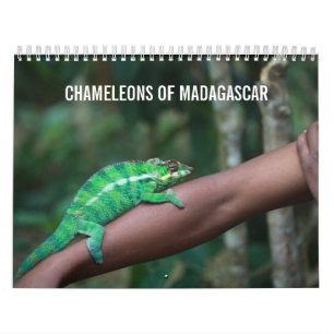Caméléons de calendrier du Madagascar