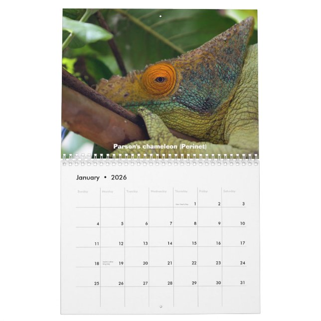 Caméléons de calendrier du Madagascar (Jan 2026)
