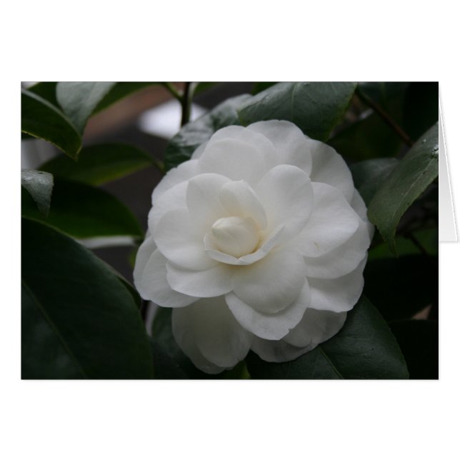 Camelia, blanc (Devant horizontal)