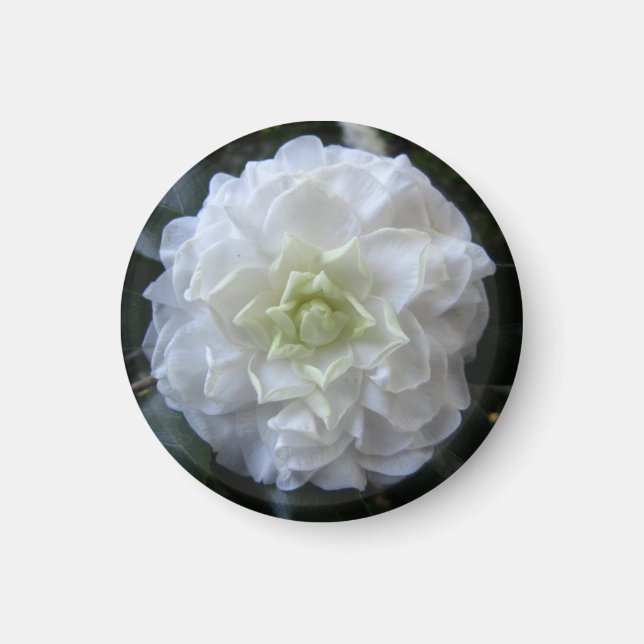 Camelia blanc Magnet circulaire photo (Devant)