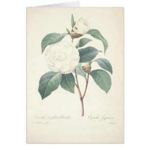 Camélia blanc par Redoute