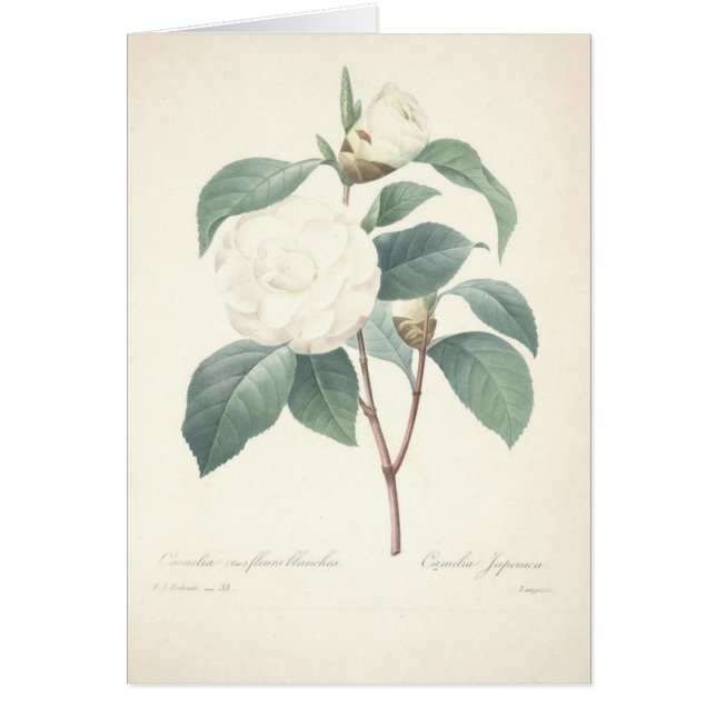 Camélia blanc par Redoute (Devant)