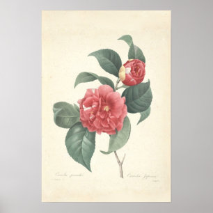 Camelia Canvas Print