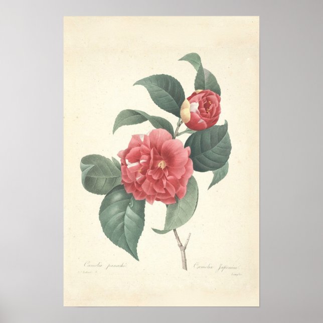 Camelia Canvas Print (Front)