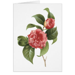 camélia commune (Camellia japonica) par Redouté