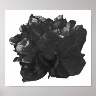 Camelia Pop Grey Poster