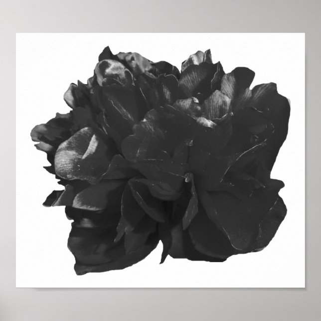 Camelia Pop Grey Poster (Front)