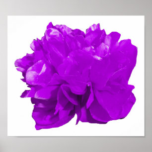 Camelia Pop Purple Poster