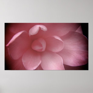 Camelias 4 poster